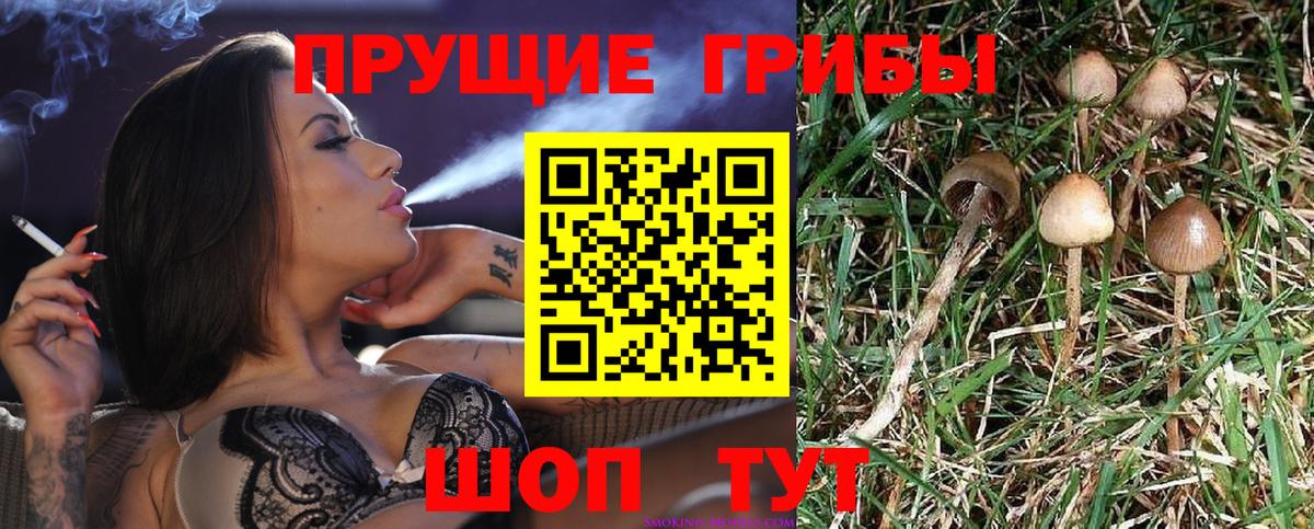 Дедовск  Галлюциногенные грибы Psilocybe  Вход с VPN  Псилоцибиновые грибы Psilocybe 